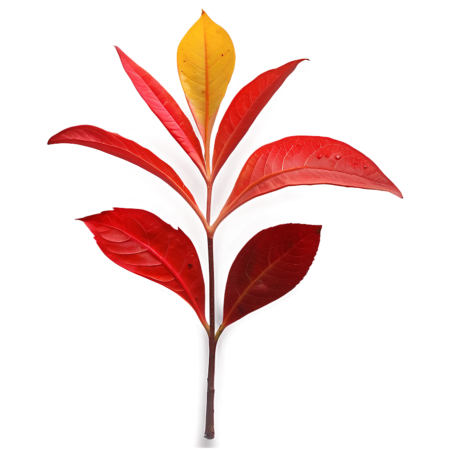 Red Leaf Png 05032024