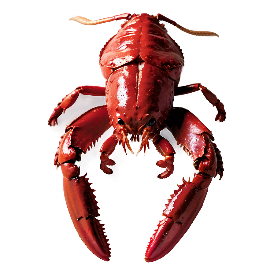 Red Lobster Graphic Design Png 06242024