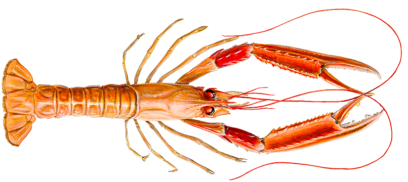 Red Lobster Illustration
