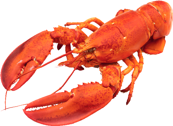 Red Lobster Isolated.png