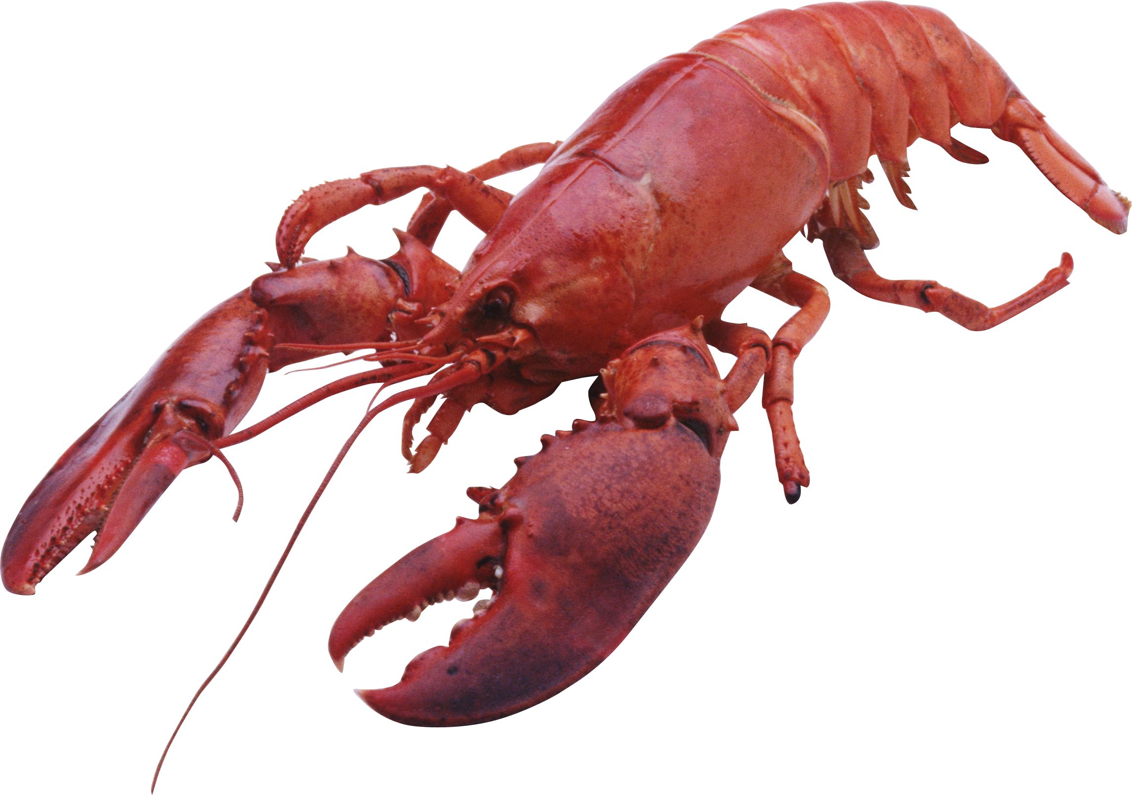 Red Lobster Isolatedon Blue Background.png
