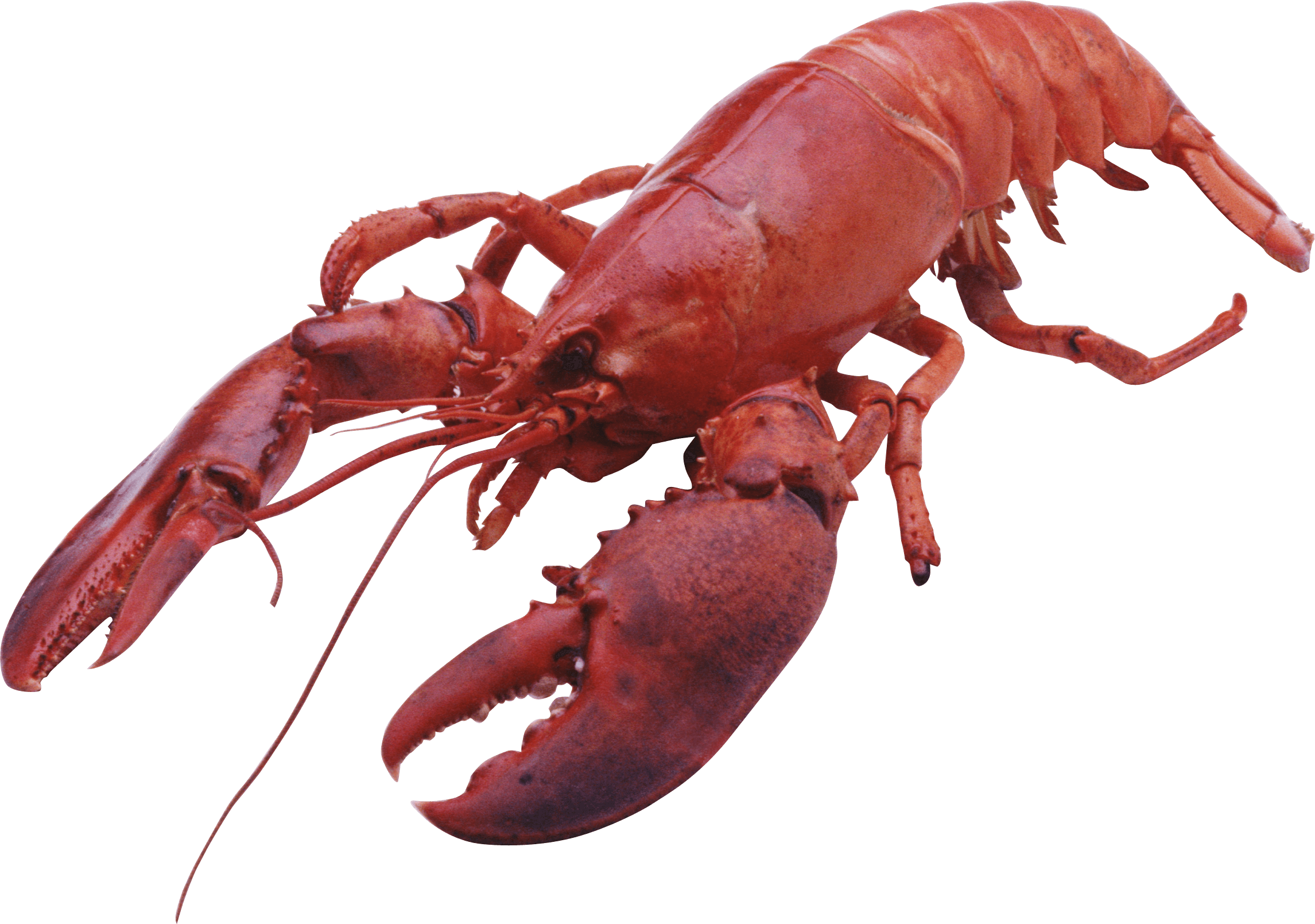 Red Lobster Isolatedon Blue Background.png
