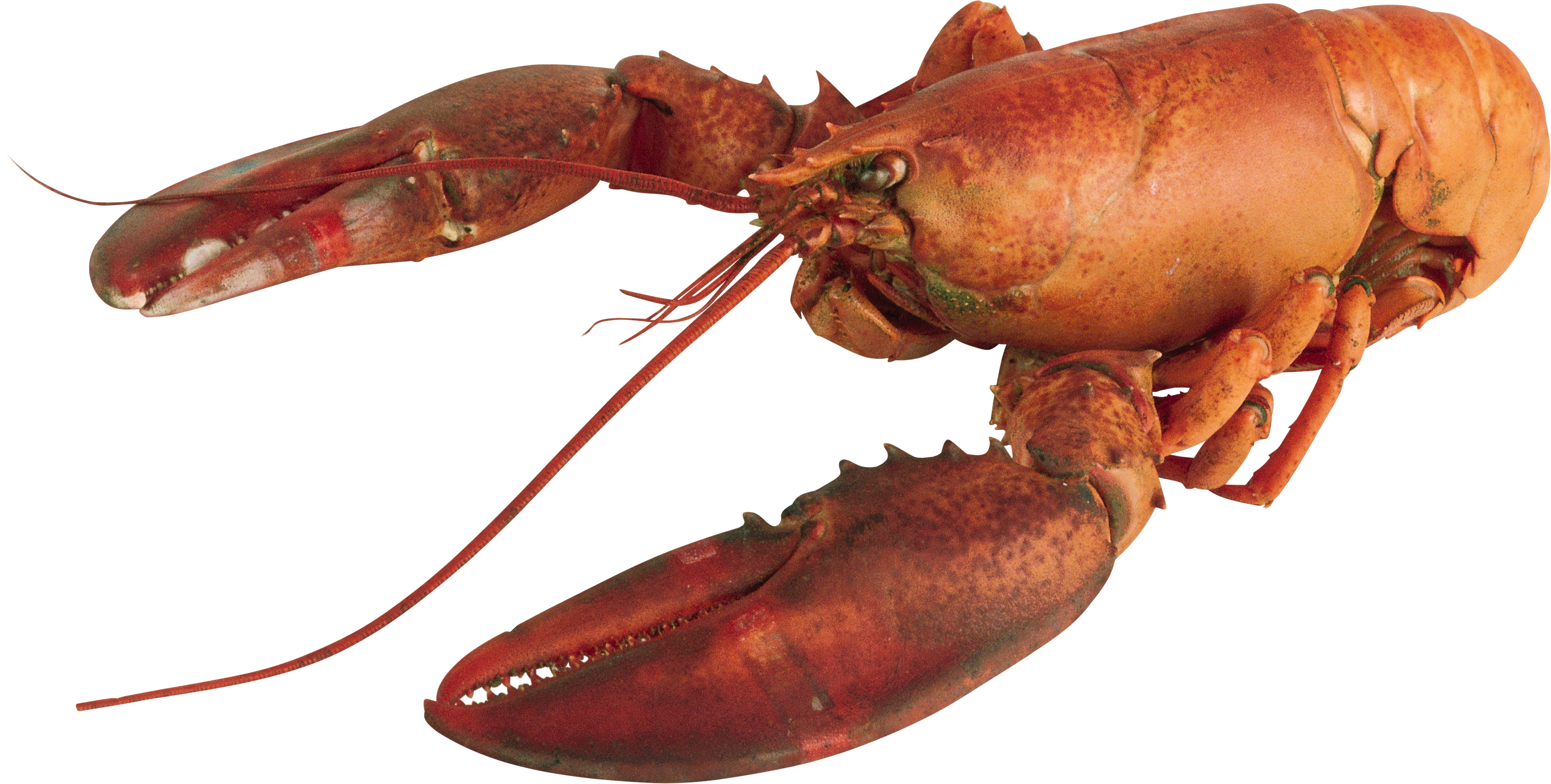 Red Lobster Isolatedon Transparent Background