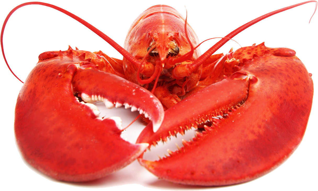 Red Lobster Isolatedon White Background
