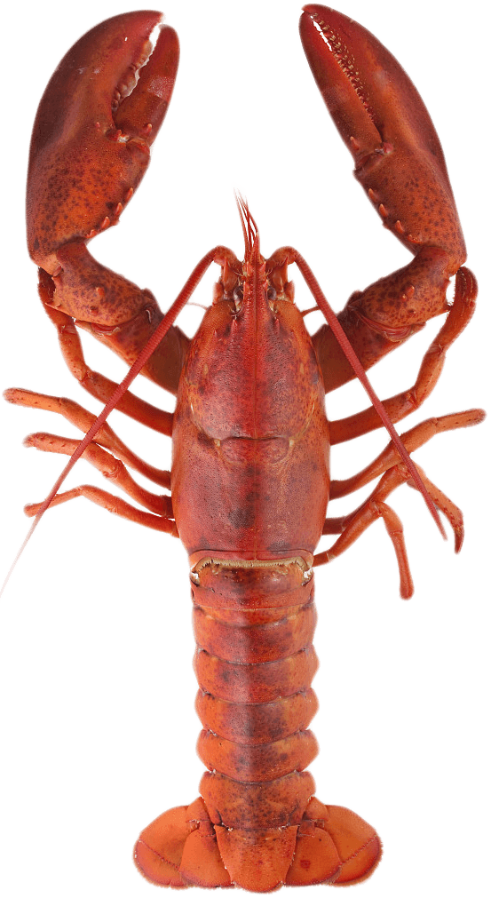 Red Lobster Standing Transparent Background.png
