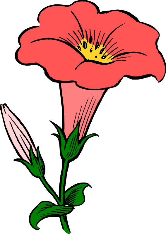 Red Morning Glory Illustration