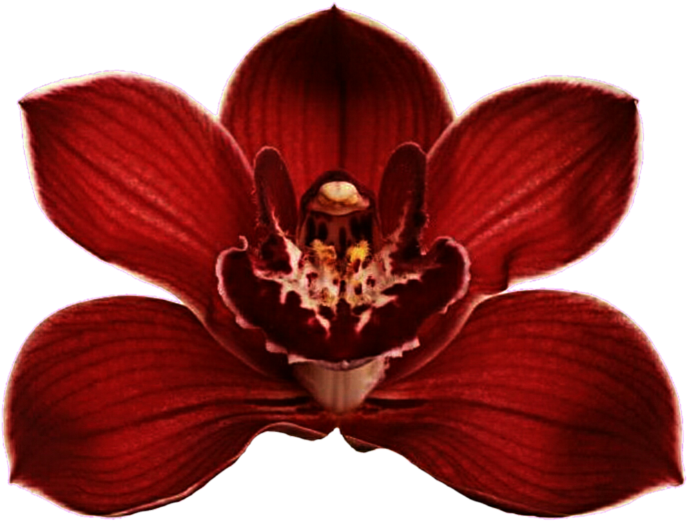 Red Orchid Bloom Transparent Background