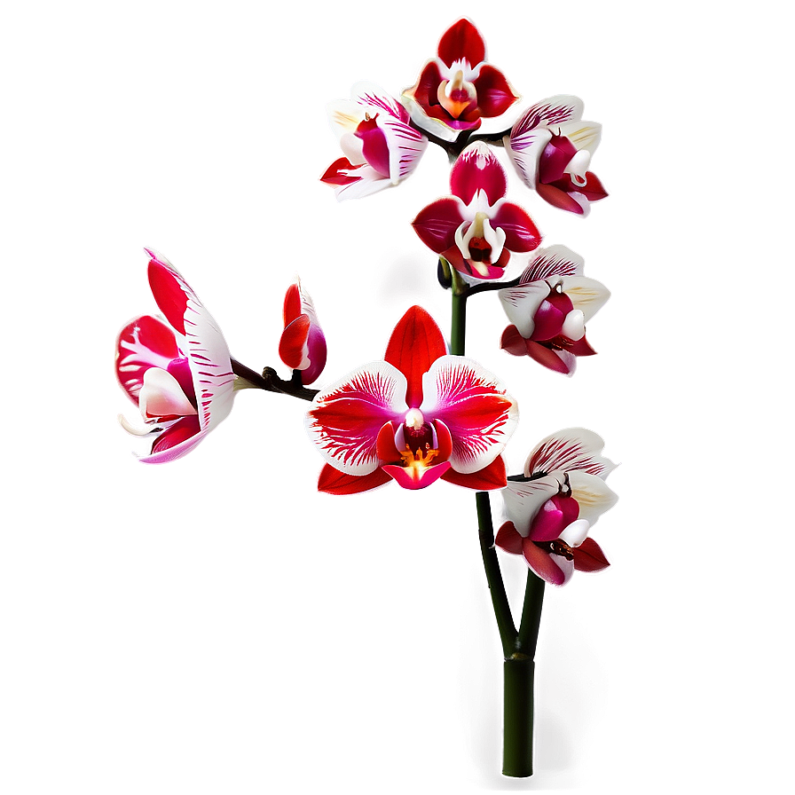 Red Orchids Elegance Png 06122024