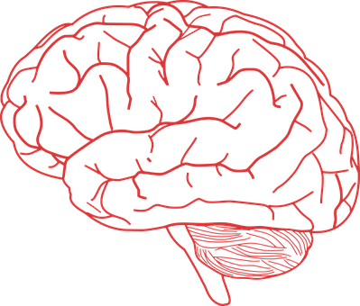 Red Outline Brain Illustration