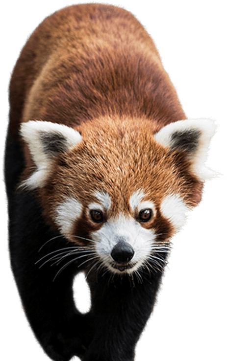 Red Panda Portrait