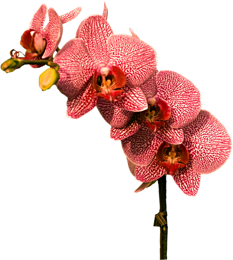 Red Patterned Orchid Flowers