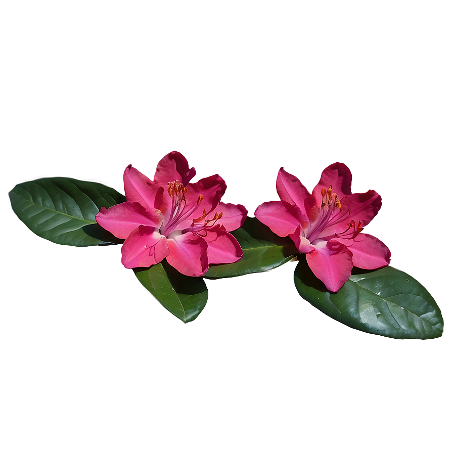 Red Rhododendron Png 06282024