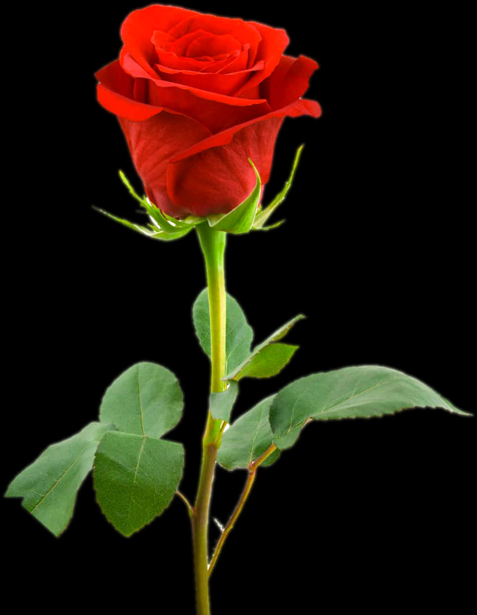 Red Rose Black Background