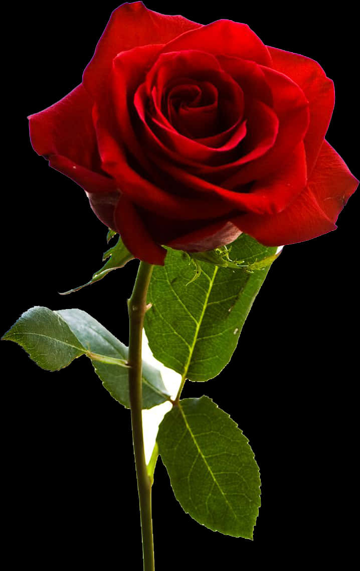 Red Rose Black Background