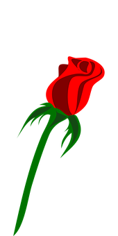 Red Rose Black Background