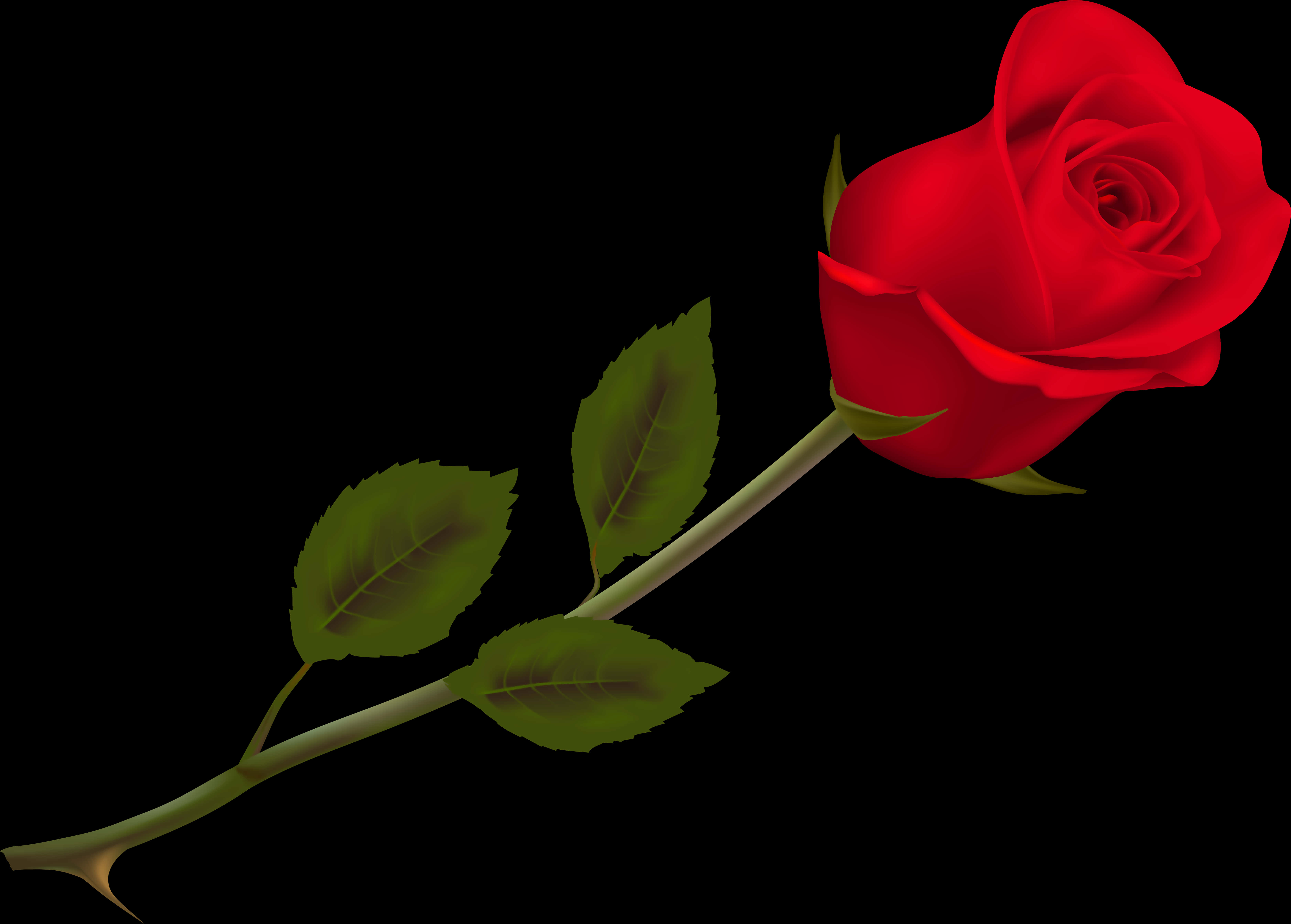 Red Rose Black Background