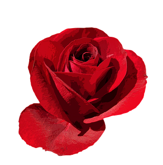 Red Rose Black Background