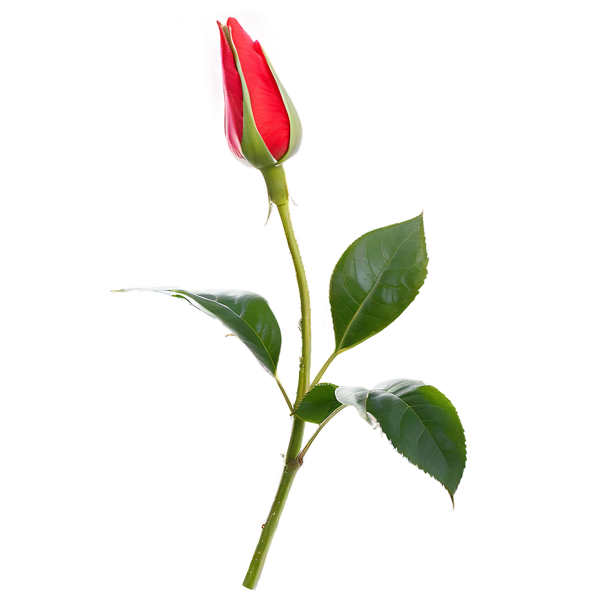 Red Rose Bud Png Mgg