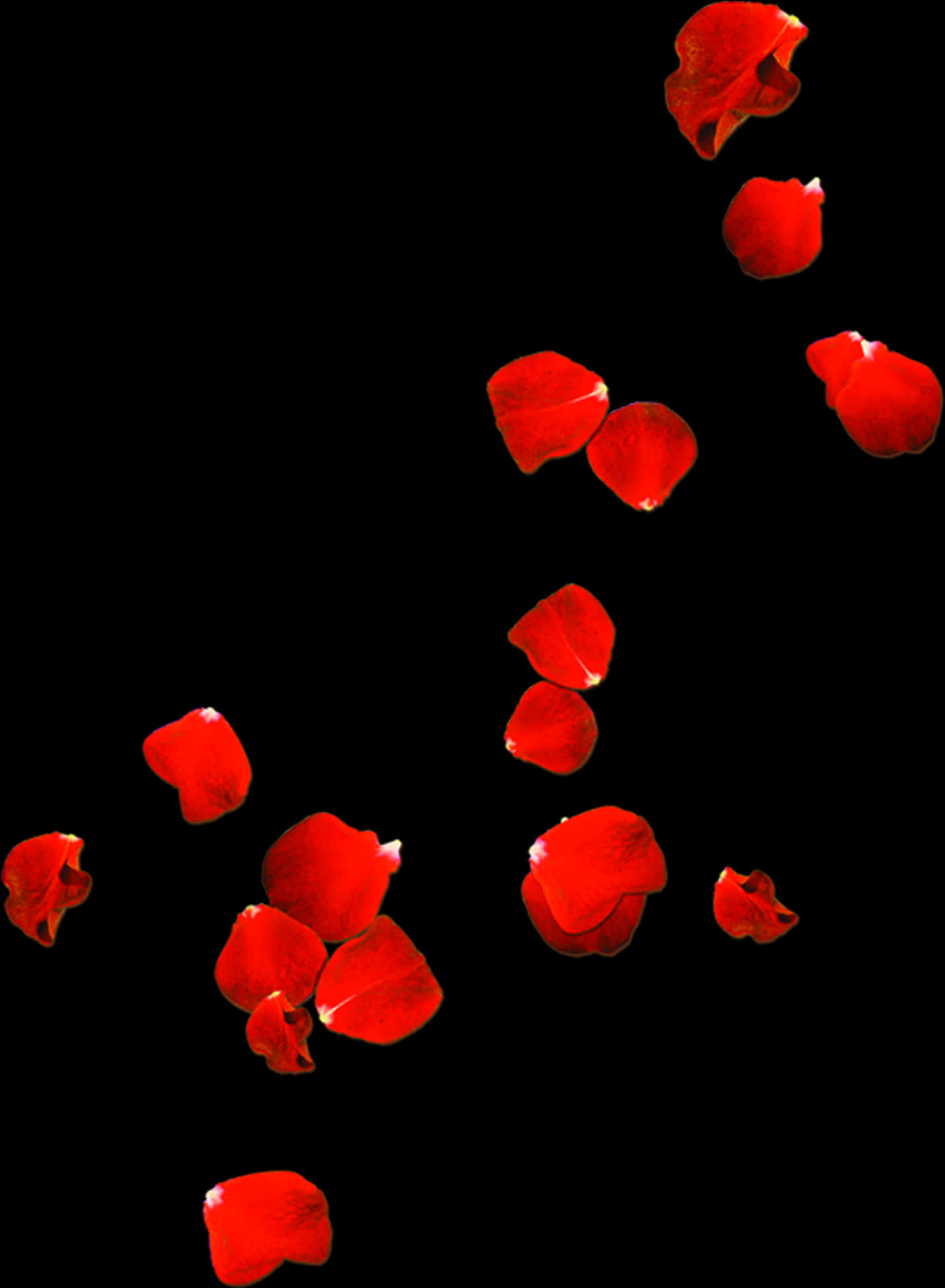 Red Rose Petals Falling Black Background