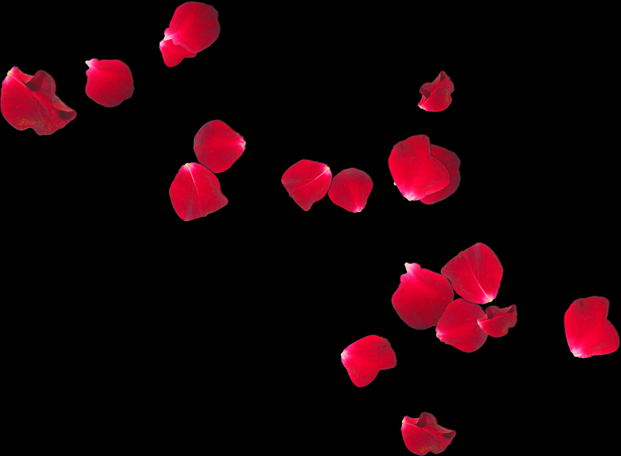 Red Rose Petals Fallingon Black Background