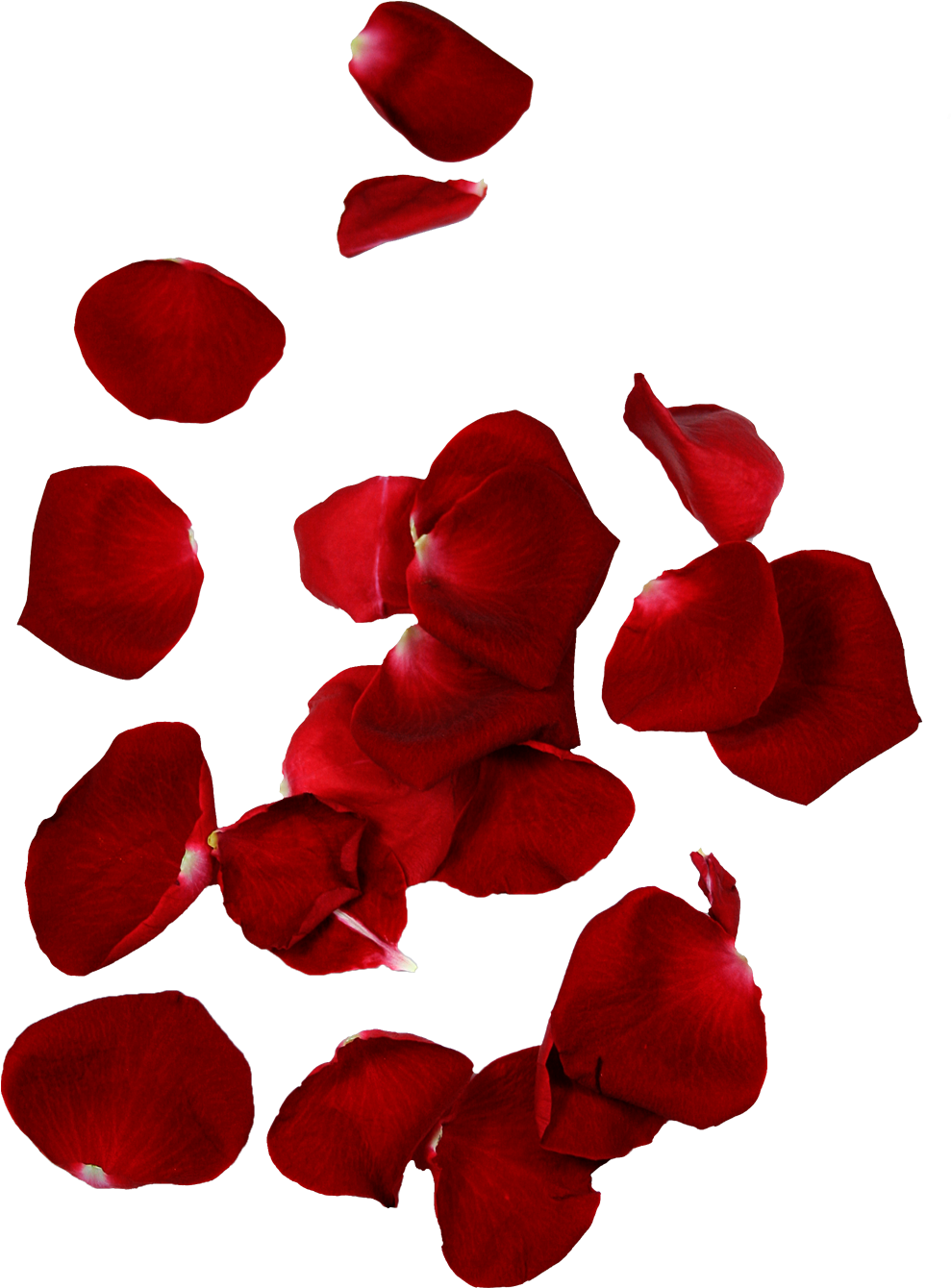 Red Rose Petals Floating Background