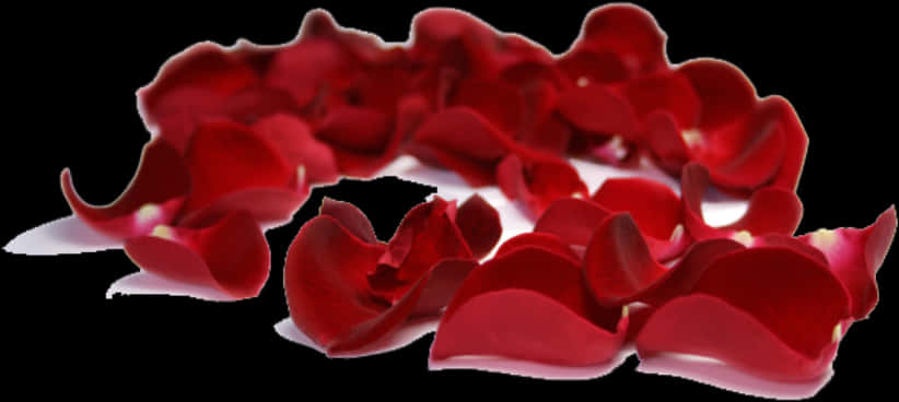 Red Rose Petalson Black Background.jpg