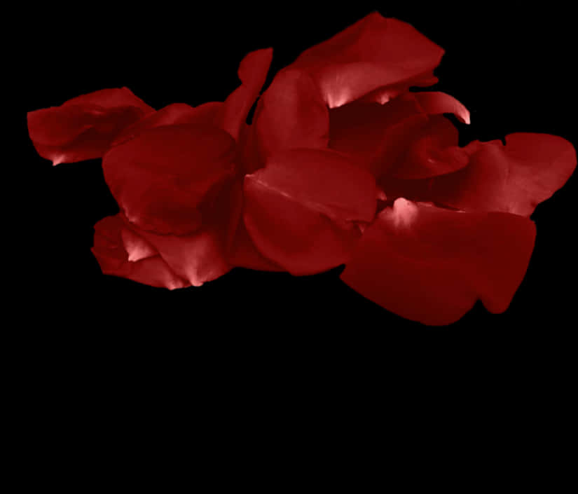 Red Rose Petalson Black Background.jpg