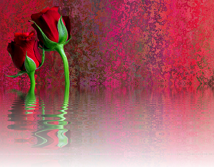 Red Rose Reflection Artwork