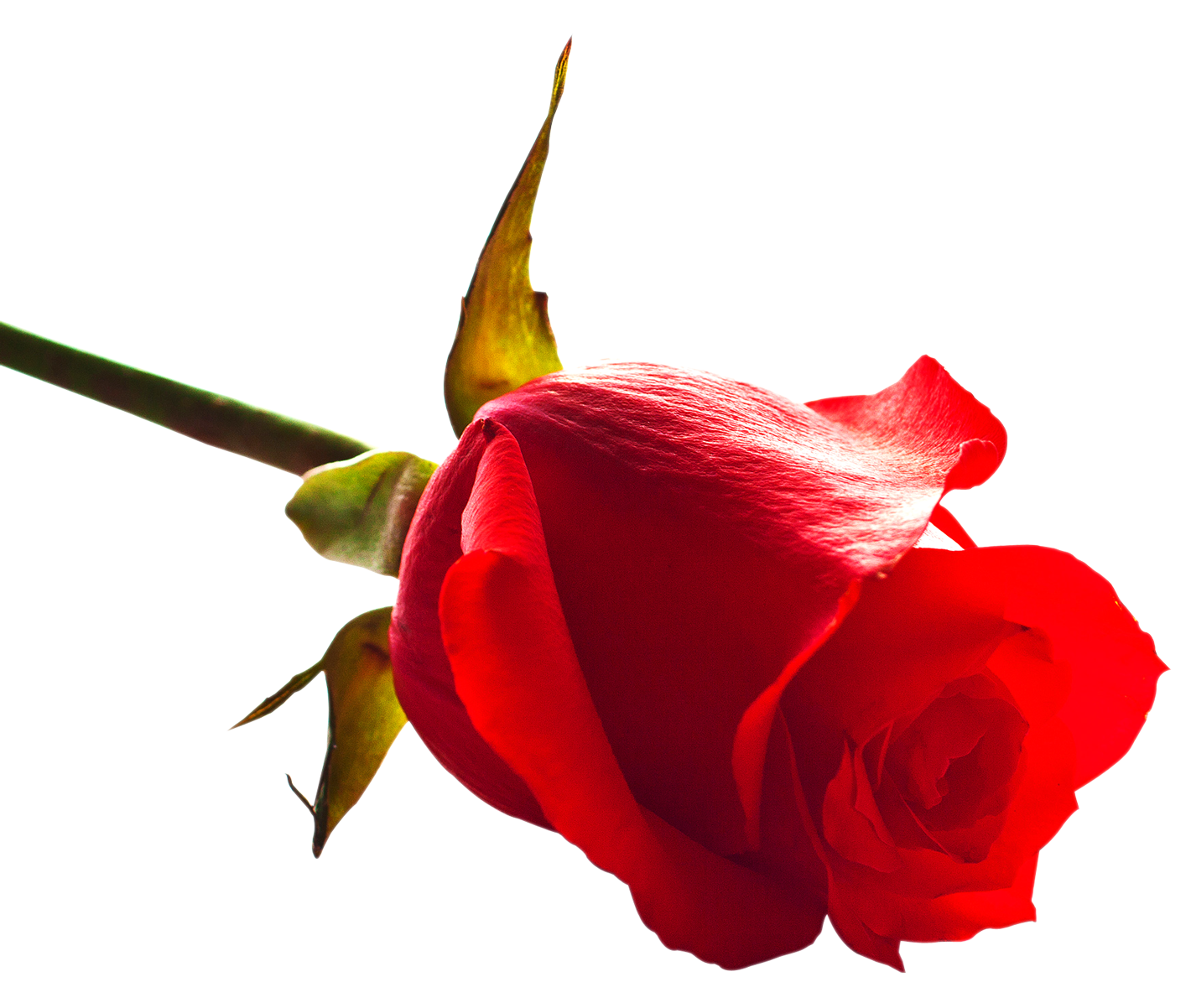 Red Rose Side View.png