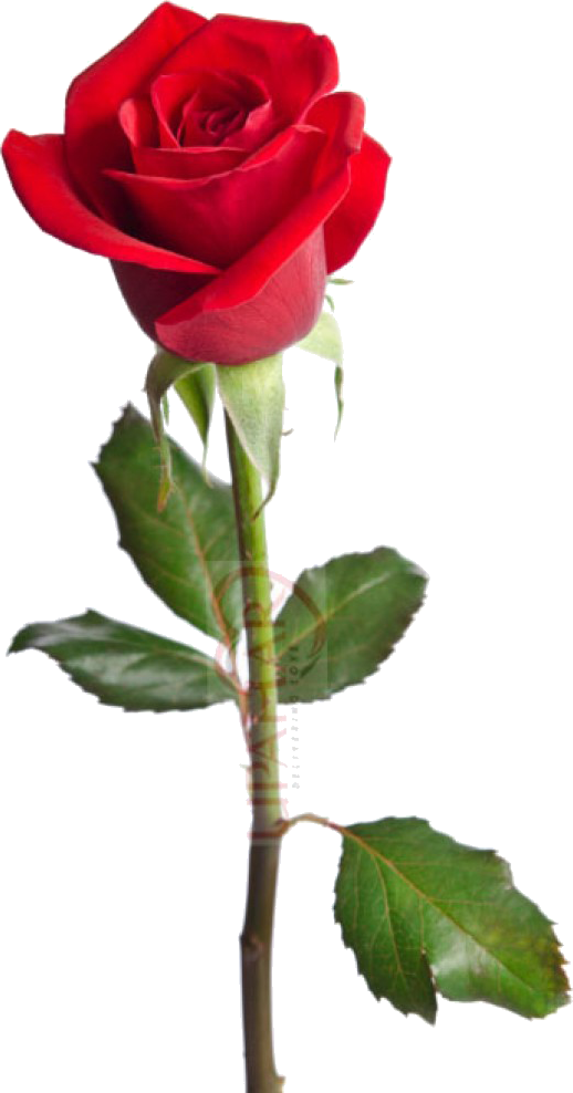 Red Rose Transparent Background