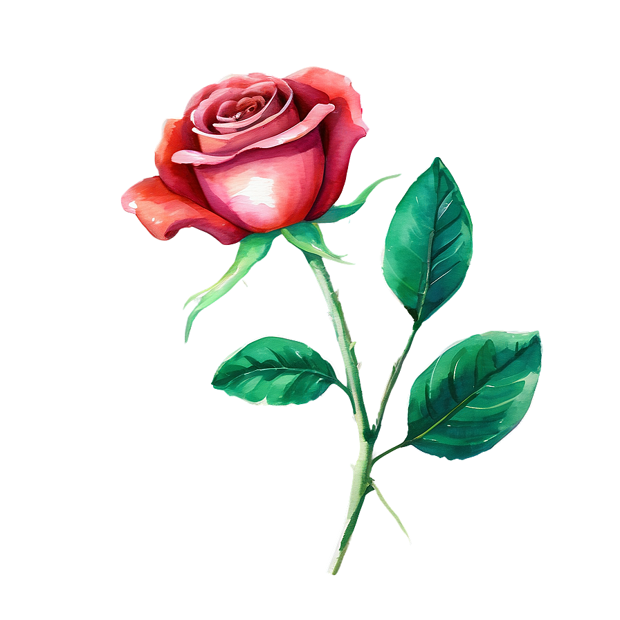 Red Rose Watercolor Png 05242024