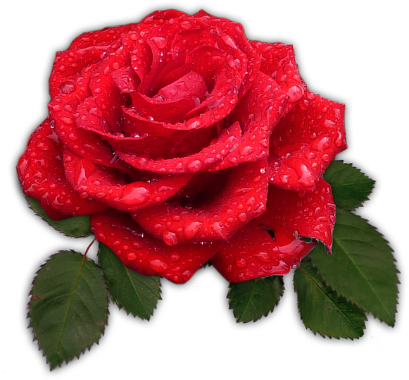 Red Rose With Dew Drops.png