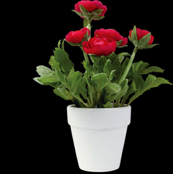 Red Rosesin White Flower Pot