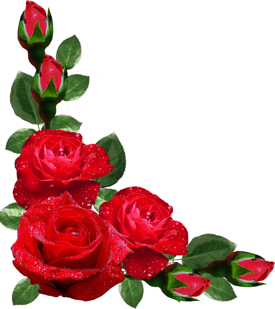 Red Roseswith Dew Drops.png