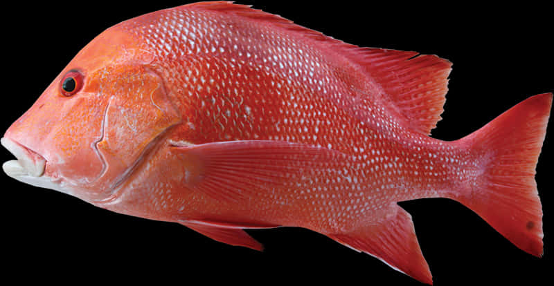 Red Snapper Fish Profile