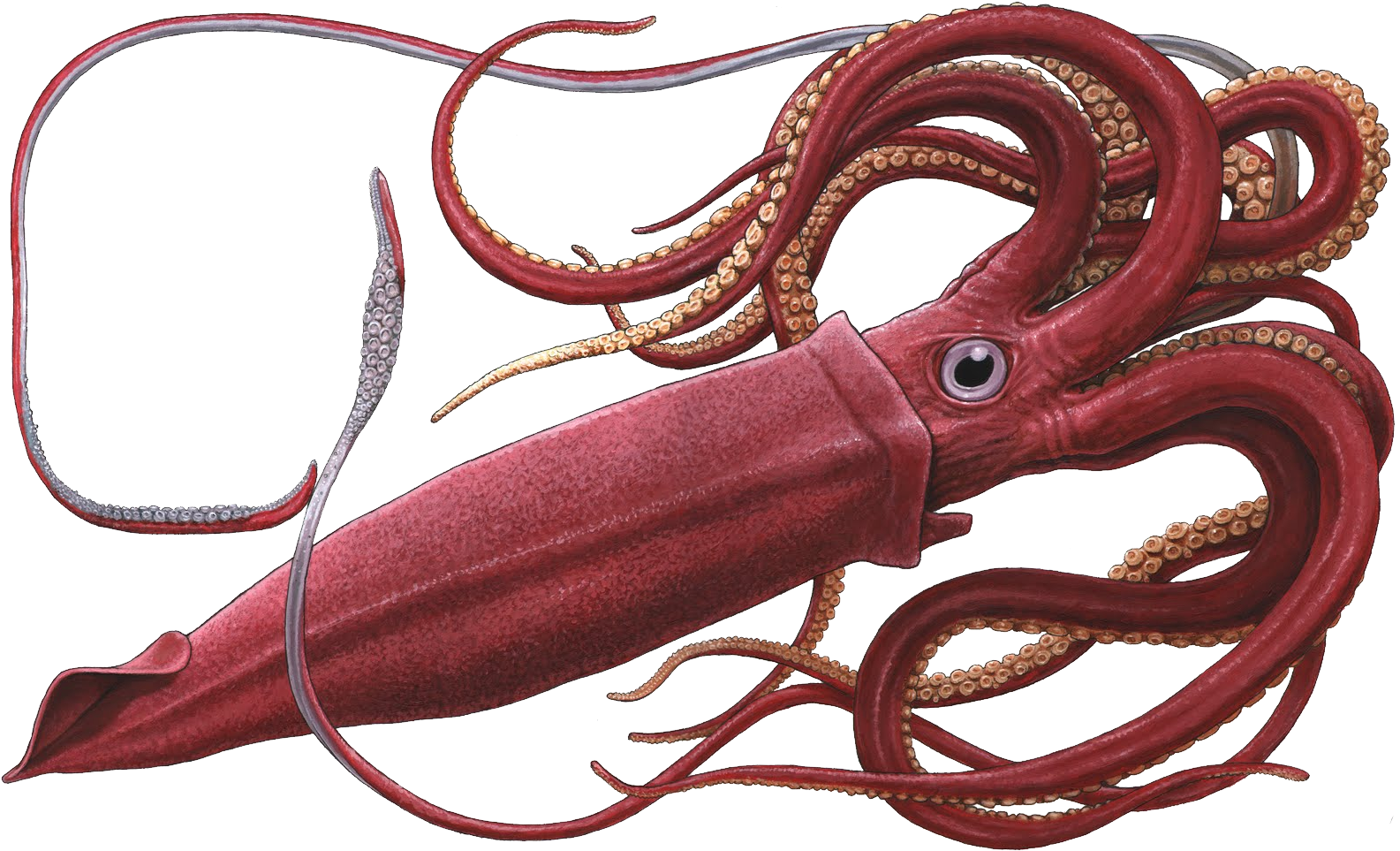 Red Squid Illustration