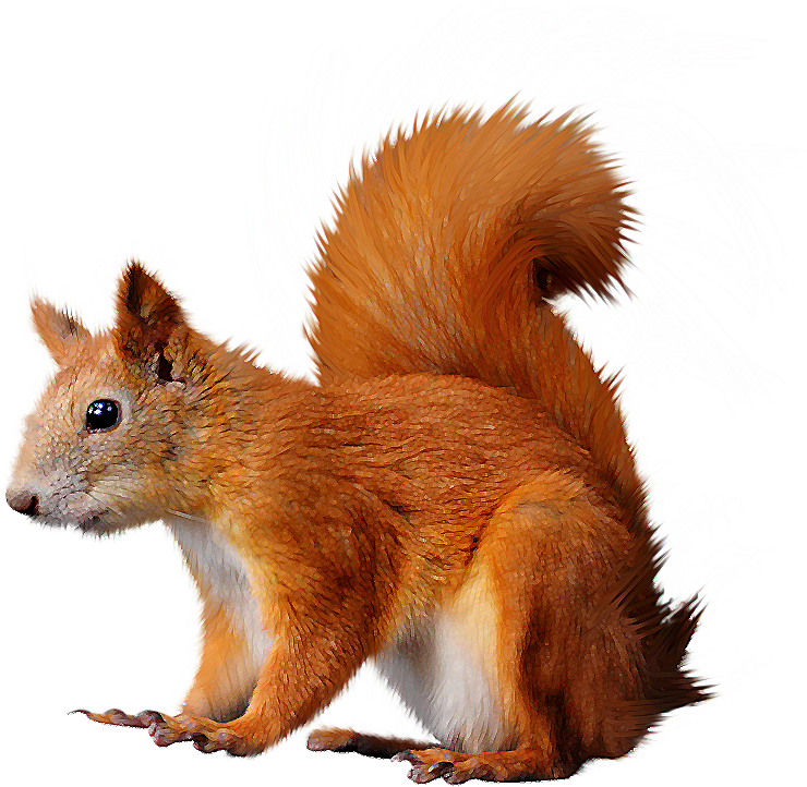 Red Squirrel Illustration.png