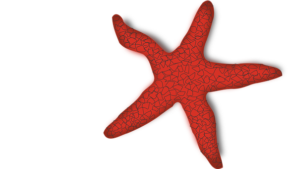 Red Textured Starfishon Black Background