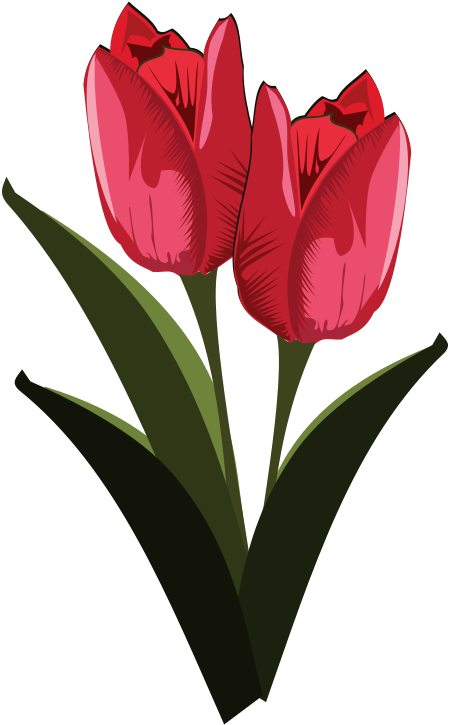 Red Tulips Illustration