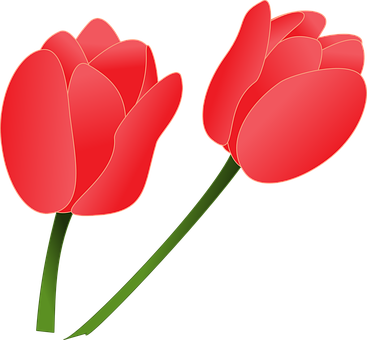 Red Tulips Vector Illustration