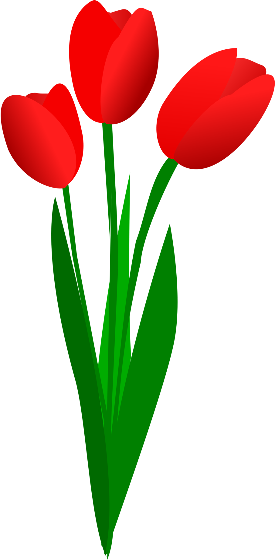 Red Tulips Vector Illustration