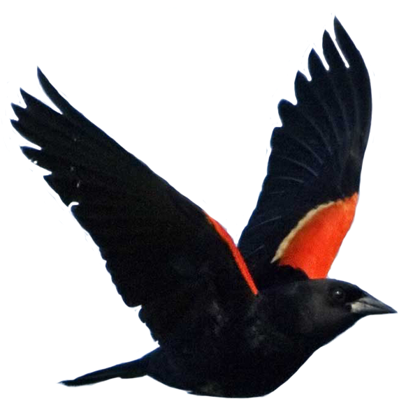 Red Winged Blackbird In Flight.png