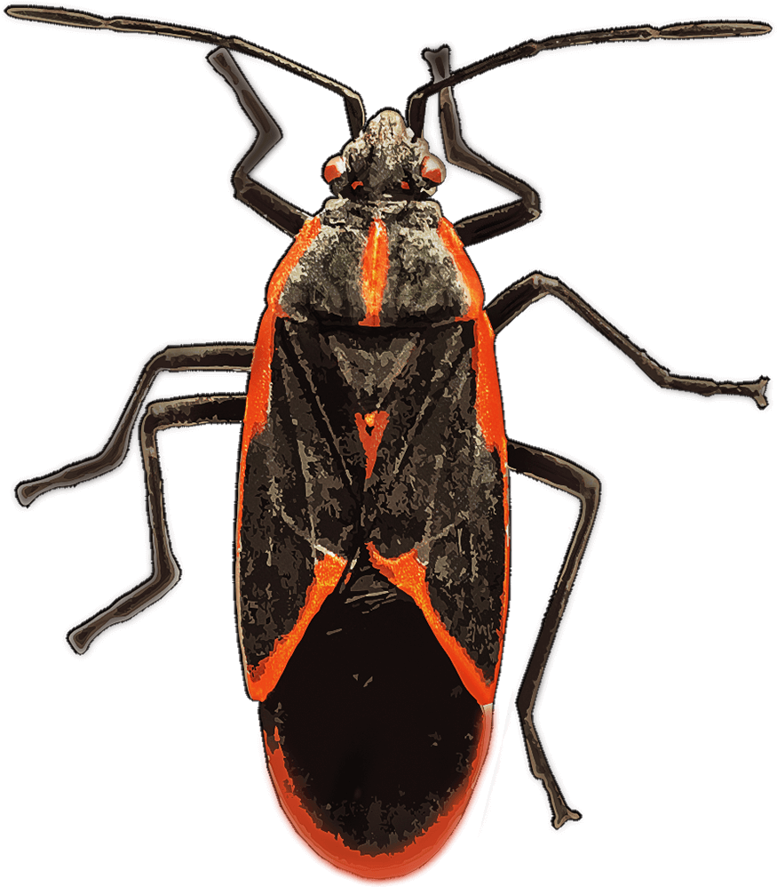 Redand Black Insect Illustration