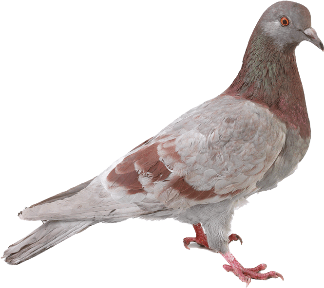 Redand Gray Pigeon Profile