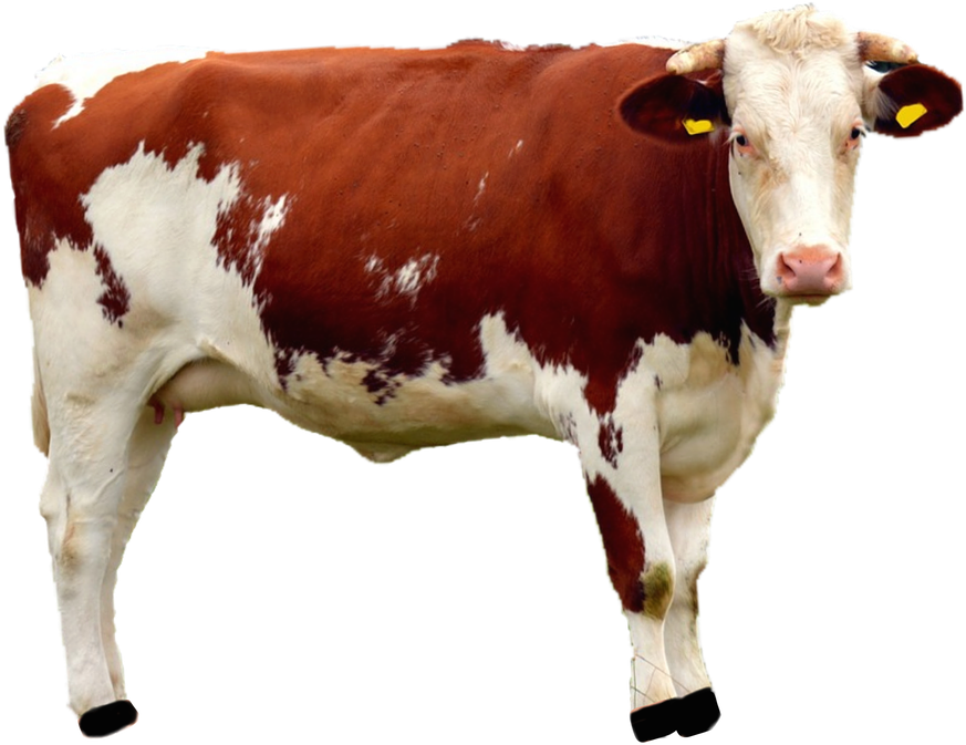 Redand White Cow Standing