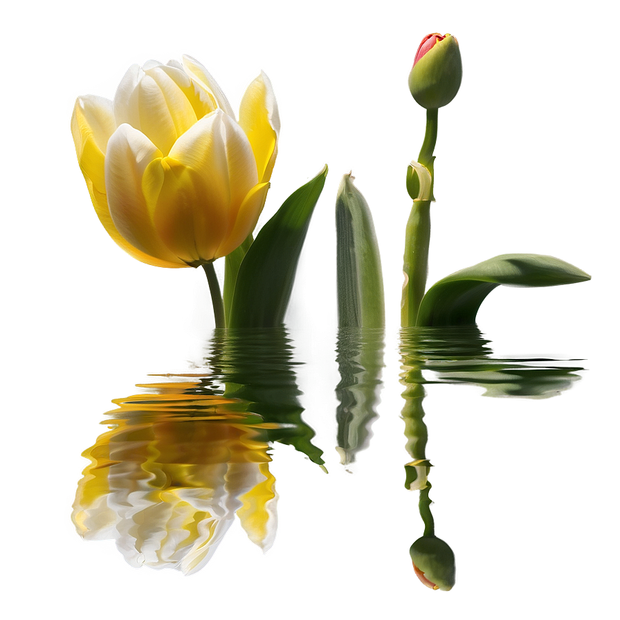 Reflection Of Tulips Png 62