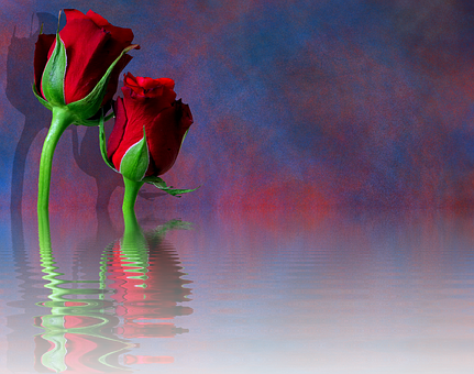 Reflective Red Roses Artistic Background.jpg