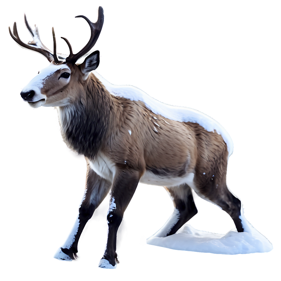 Reindeer In Snow Png 05212024