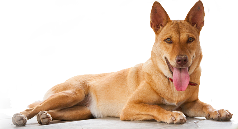 Relaxed Brown Dog Lying Down.png