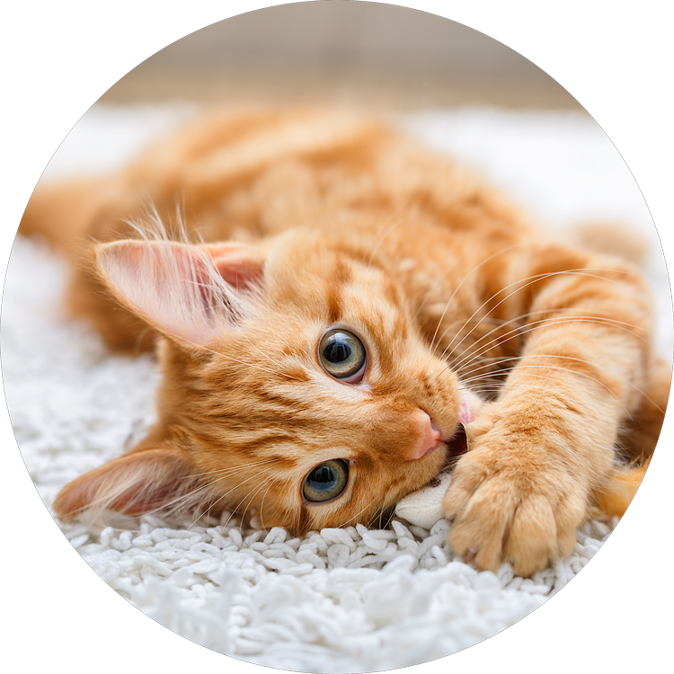 Relaxed Orange Kitten Carpet